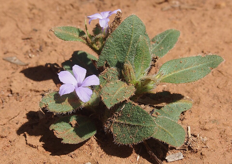 Brunoniella australis (Blue Trumpet) (alternate view 7)