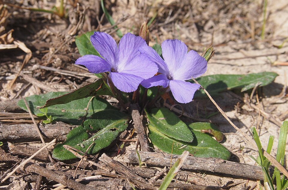 Brunoniella australis (Blue Trumpet) (alternate view 8)