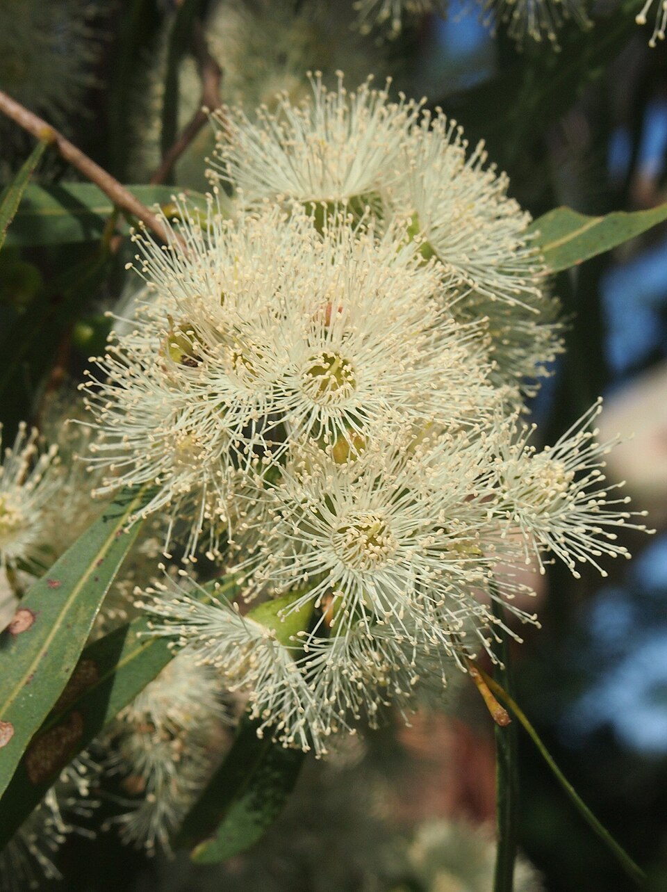 Corymbia tessellaris (Carbeen) (alternate view 4)