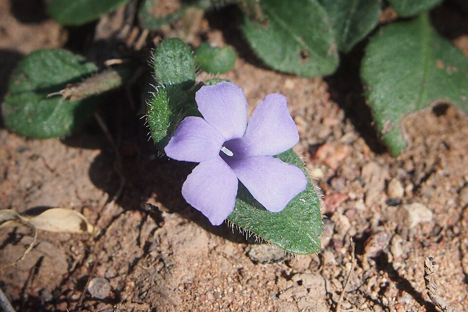 Brunoniella australis (Blue Trumpet) (alternate view 9)