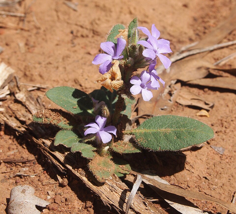 Brunoniella australis (Blue Trumpet) (alternate view 10)