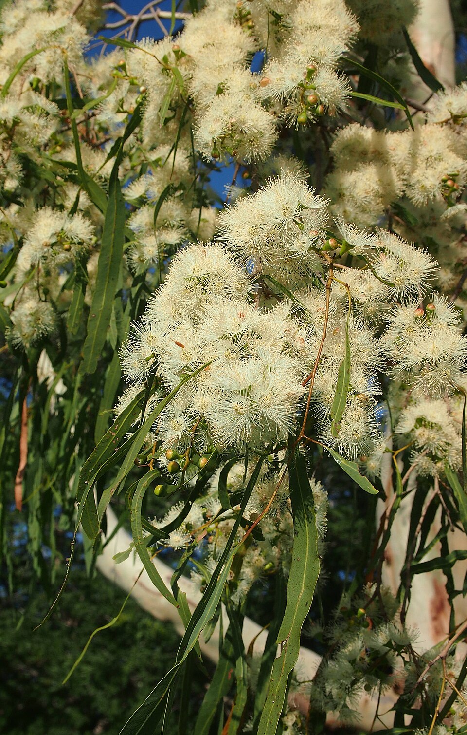 Corymbia tessellaris (Carbeen) (alternate view 5)