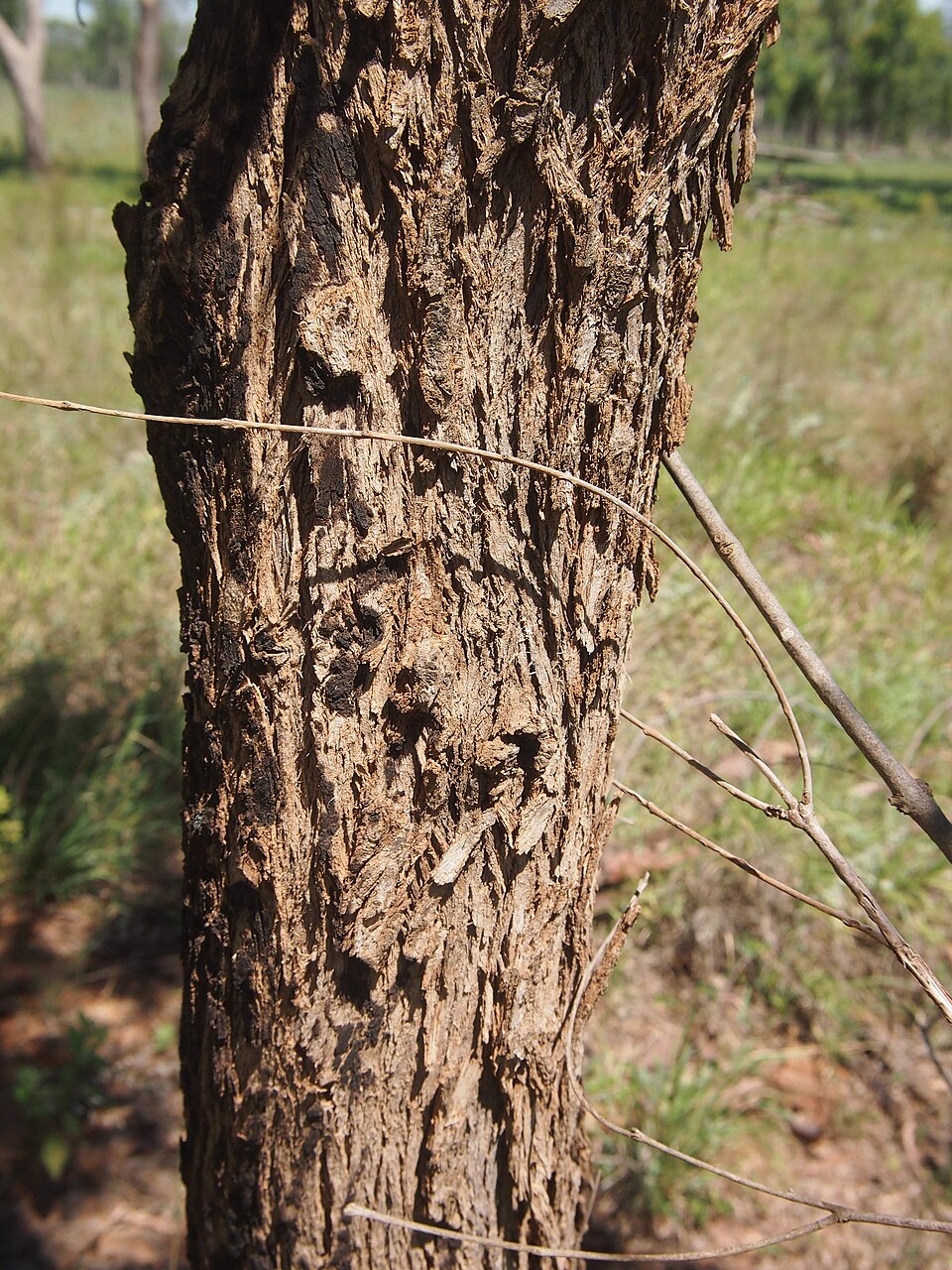 Angophora floribunda (Rough-barked Apple) (alternate view 7)