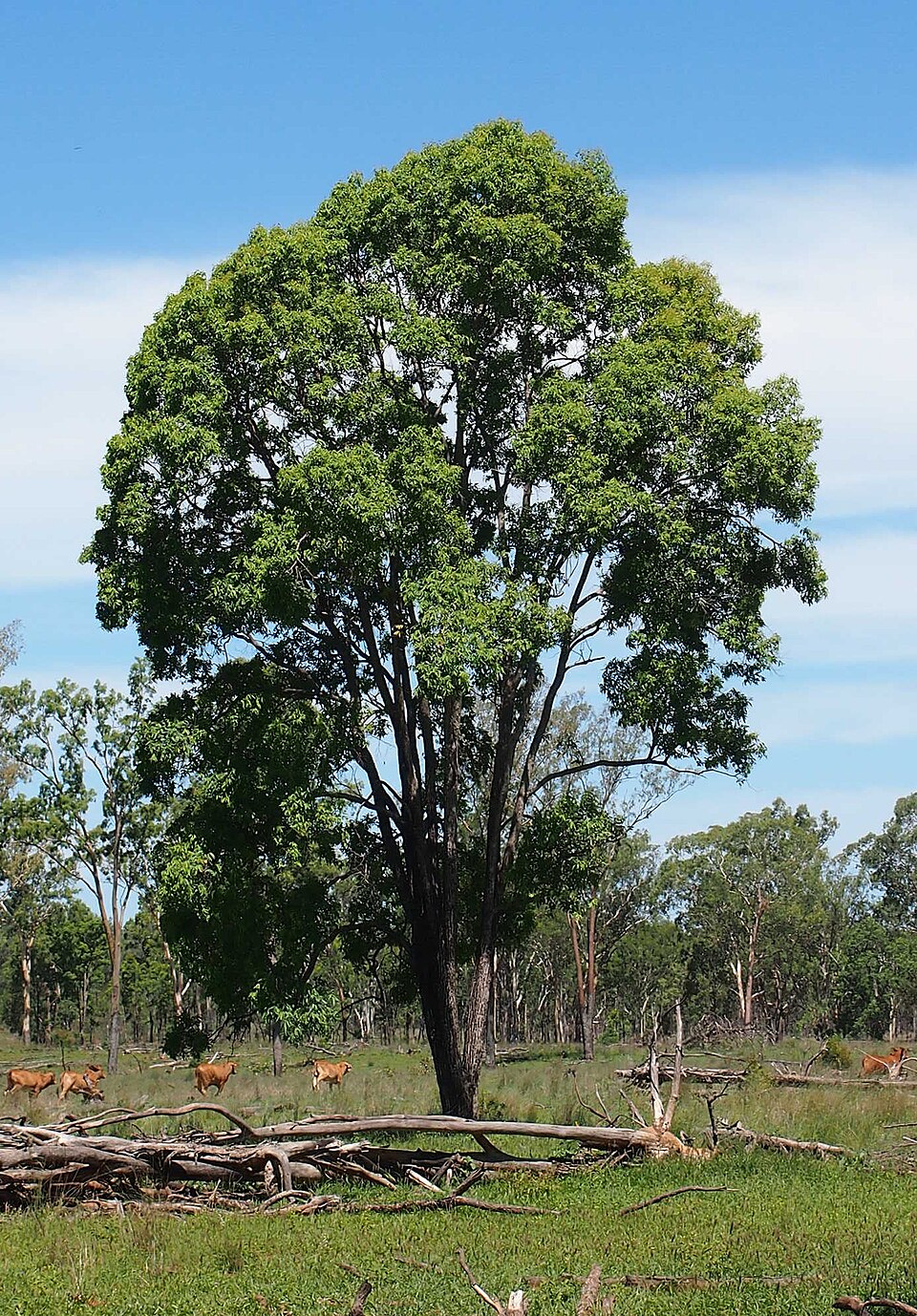 Angophora floribunda (Rough-barked Apple) (alternate view 8)