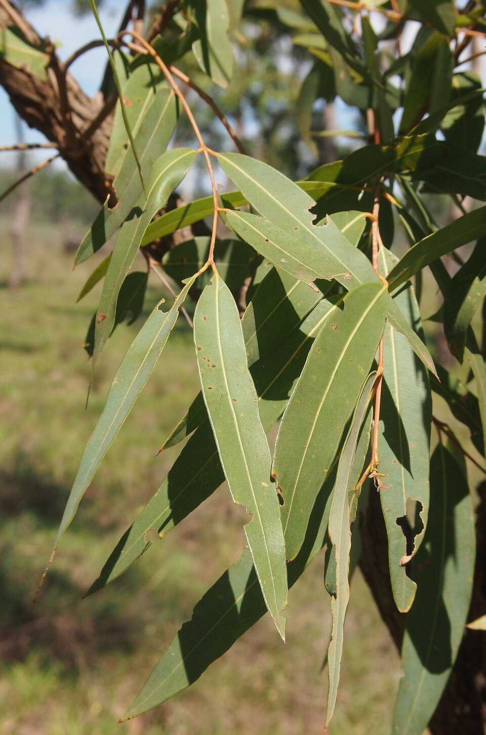 Angophora floribunda (Rough-barked Apple) (alternate view 9)