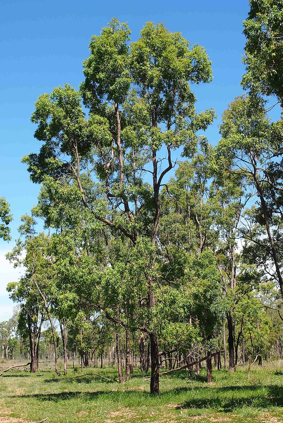Angophora floribunda (Rough-barked Apple) (alternate view 10)