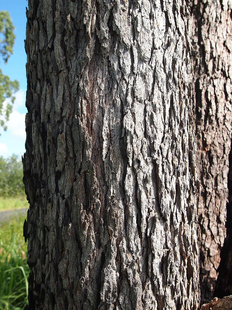 Corymbia intermedia (Pink Bloodwood) (alternate view 3)