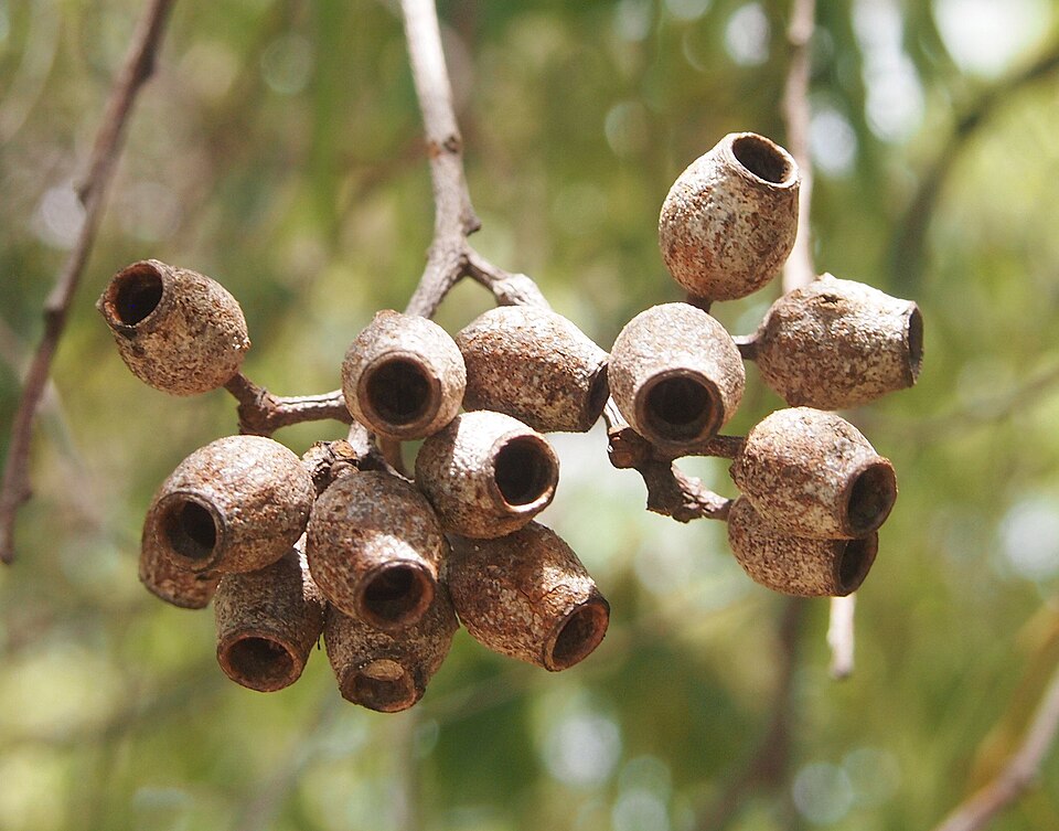 Corymbia intermedia (Pink Bloodwood) (alternate view 4)