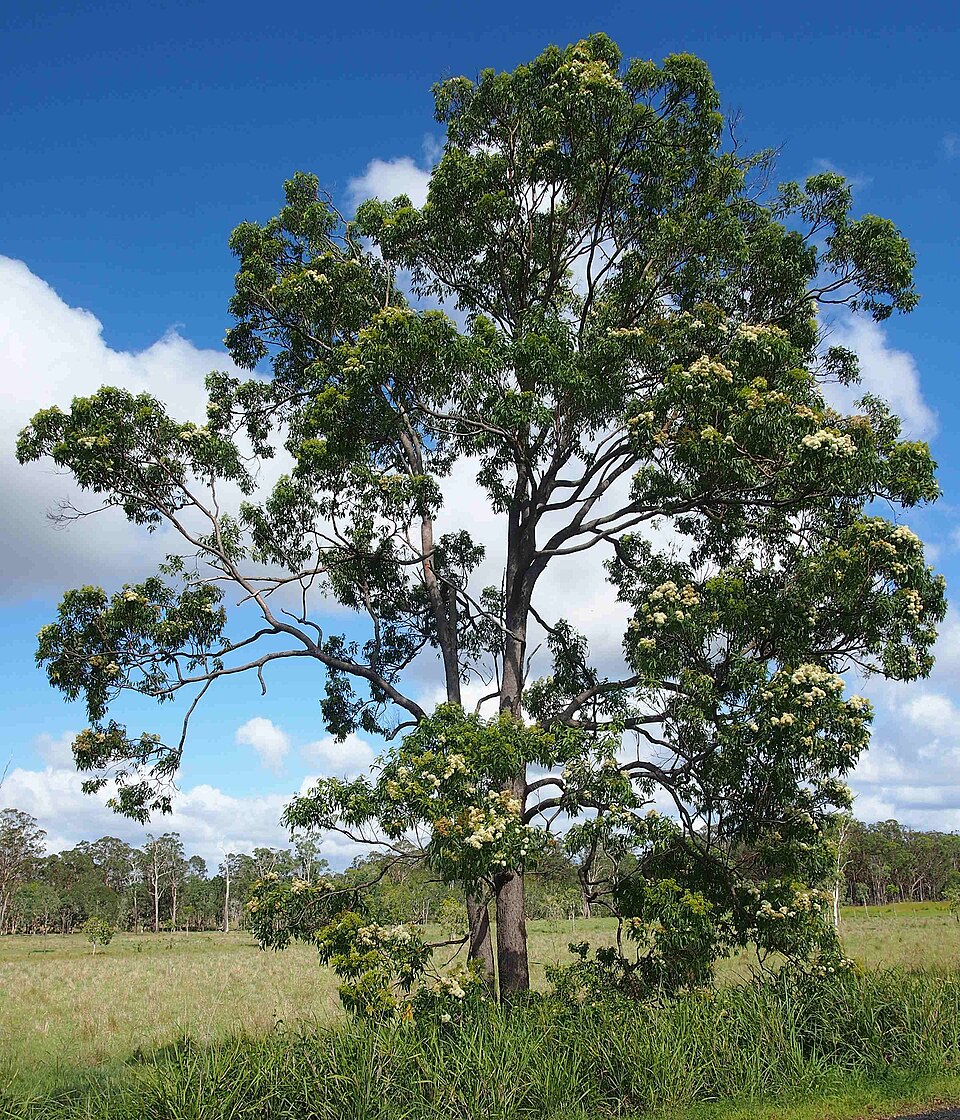 Corymbia intermedia (Pink Bloodwood) (alternate view 5)