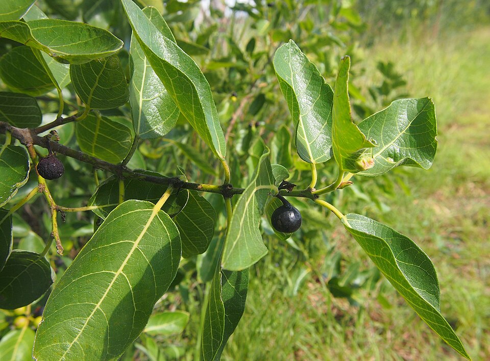 Ficus coronata (creek sandpaper fig) (alternate view 3)
