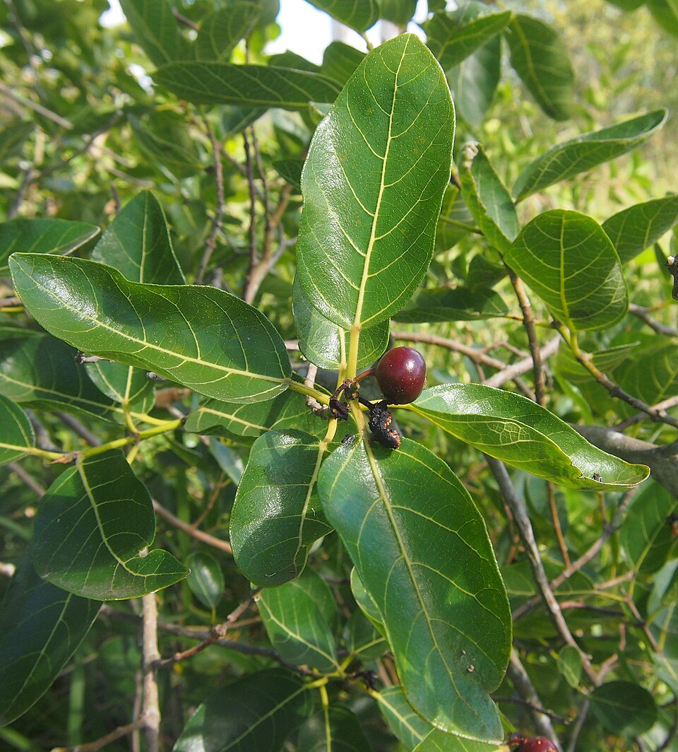 Ficus coronata (creek sandpaper fig) (alternate view 4)