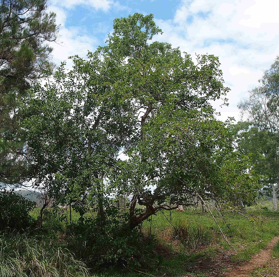 Ficus coronata (creek sandpaper fig) (alternate view 5)