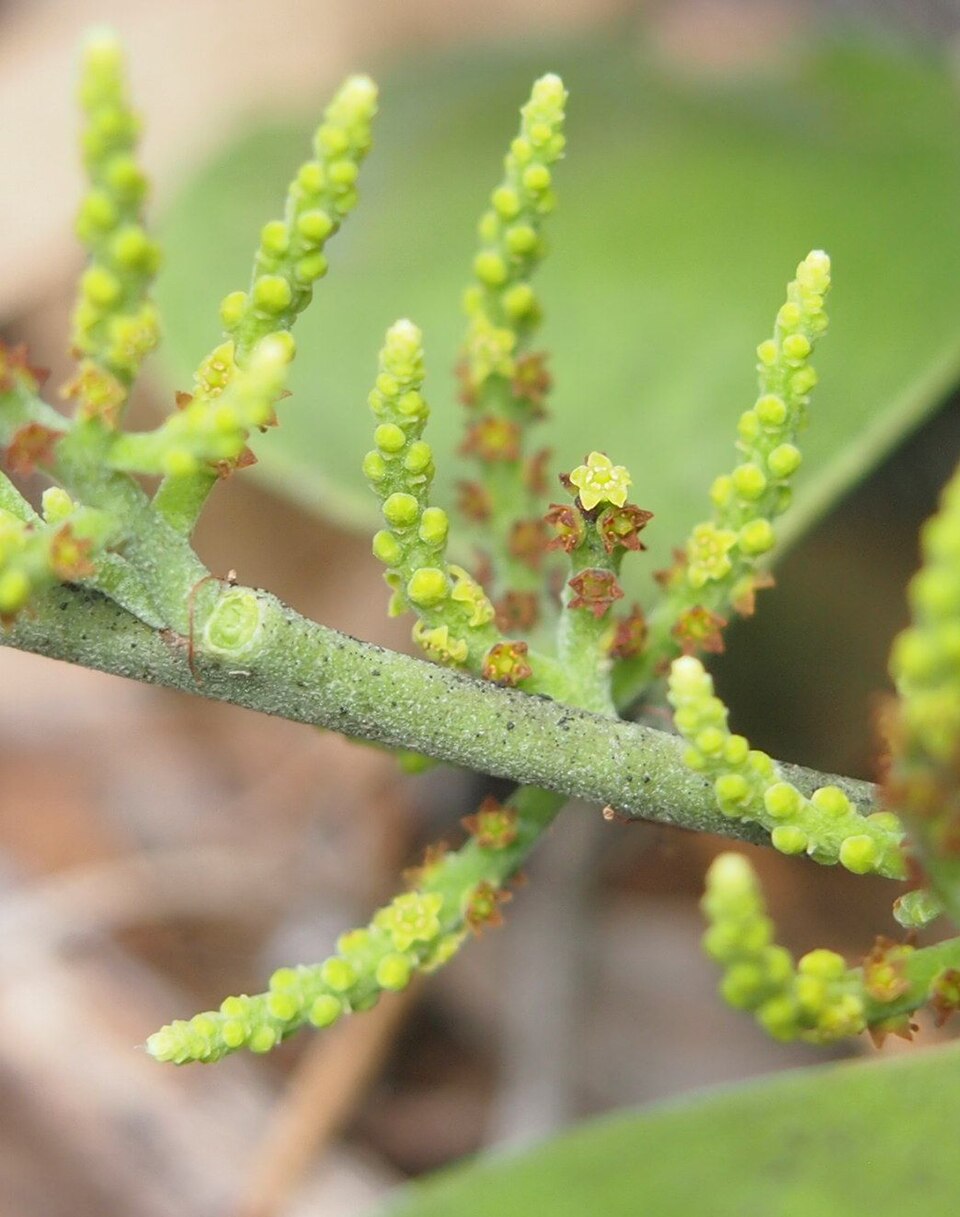 Exocarpos latifolius (Broad Leaved Native Cherry) (alternate view 4)