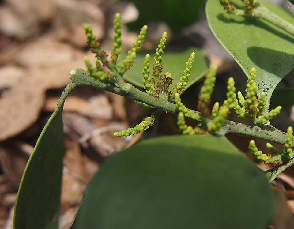 Exocarpos latifolius (Broad Leaved Native Cherry) (alternate view 5)
