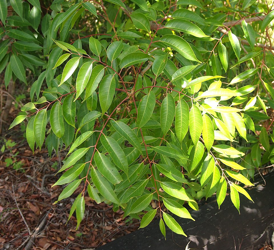Euroschinus falcatus (Blush Cudgerie) (alternate view 3)