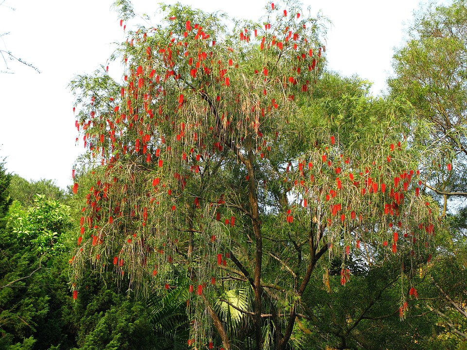 Melaleuca linearis (Narrow-leaved Bottlebrush) (alternate view 9)