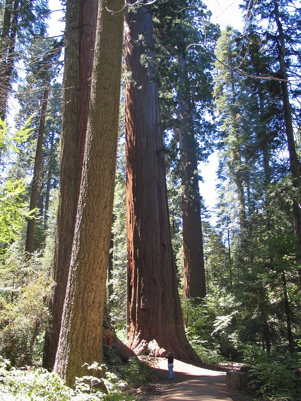 Sequoiadendron giganteum (giant sequoia) (alternate view 10)
