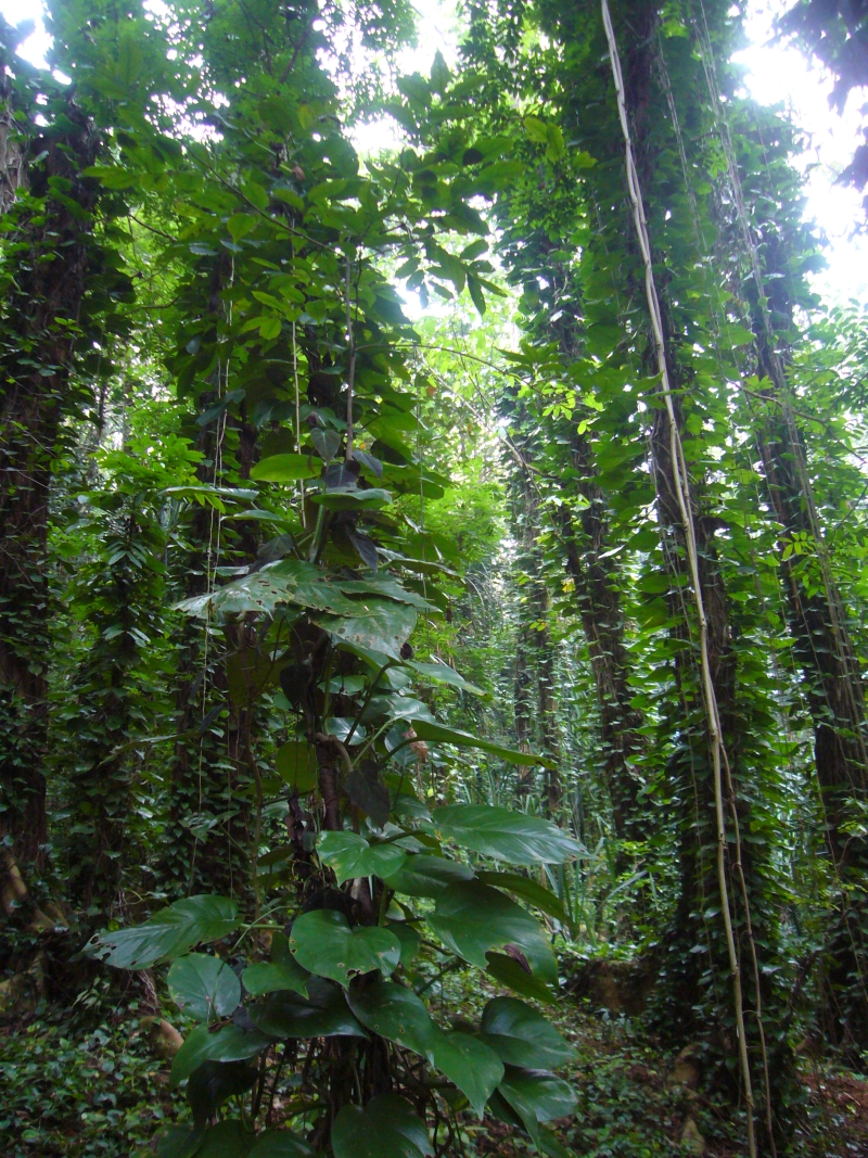 Epipremnum aureum (Golden Pothos) (alternate view 8)