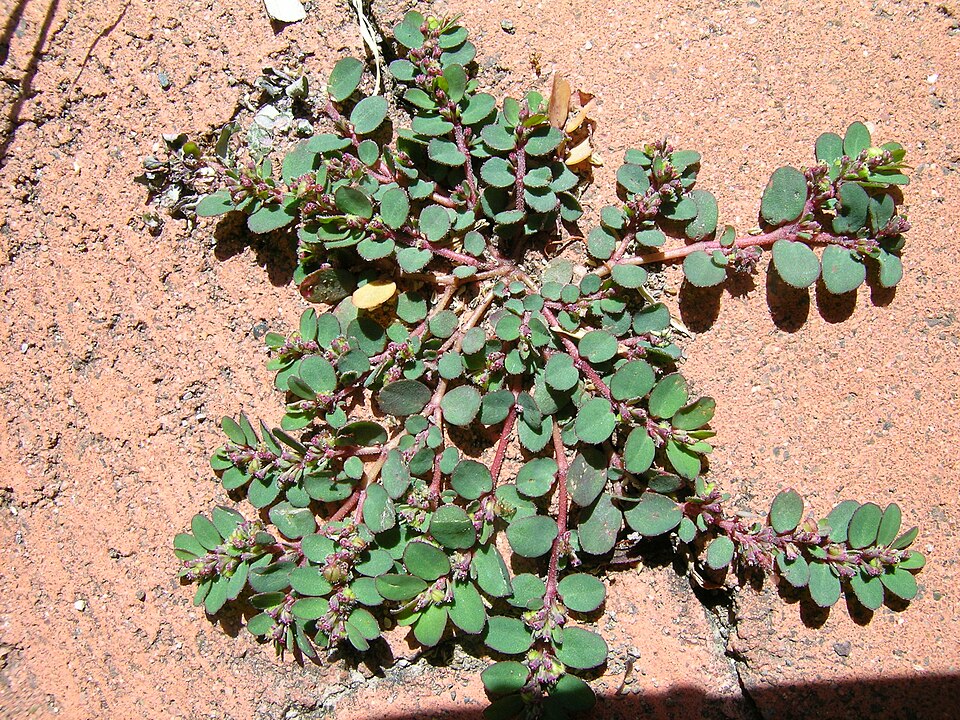Euphorbia prostrata (prostrate sandmat)