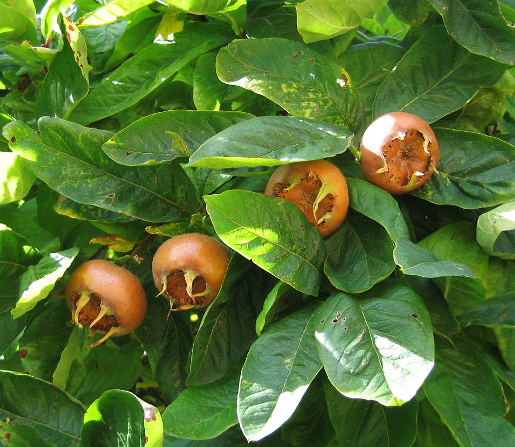 Mespilus germanica (Medlar)