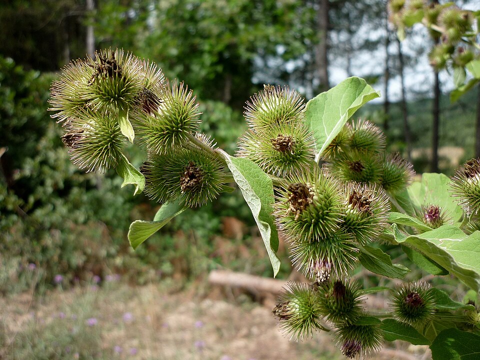 Arctium minus (burrdock) (alternate view 10)