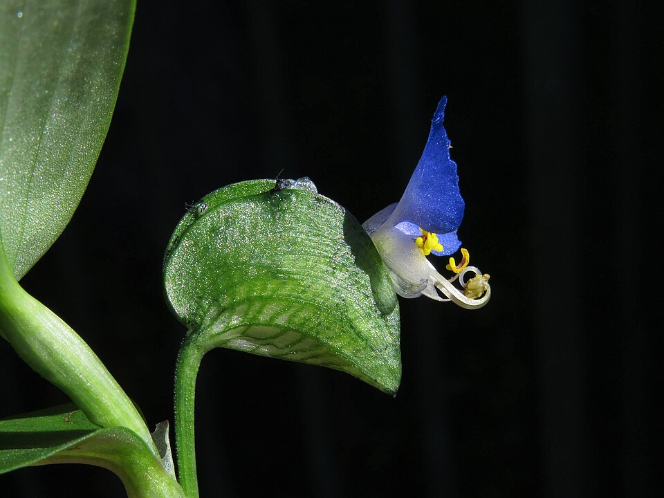 Commelina erecta (whitemouth dayflower)