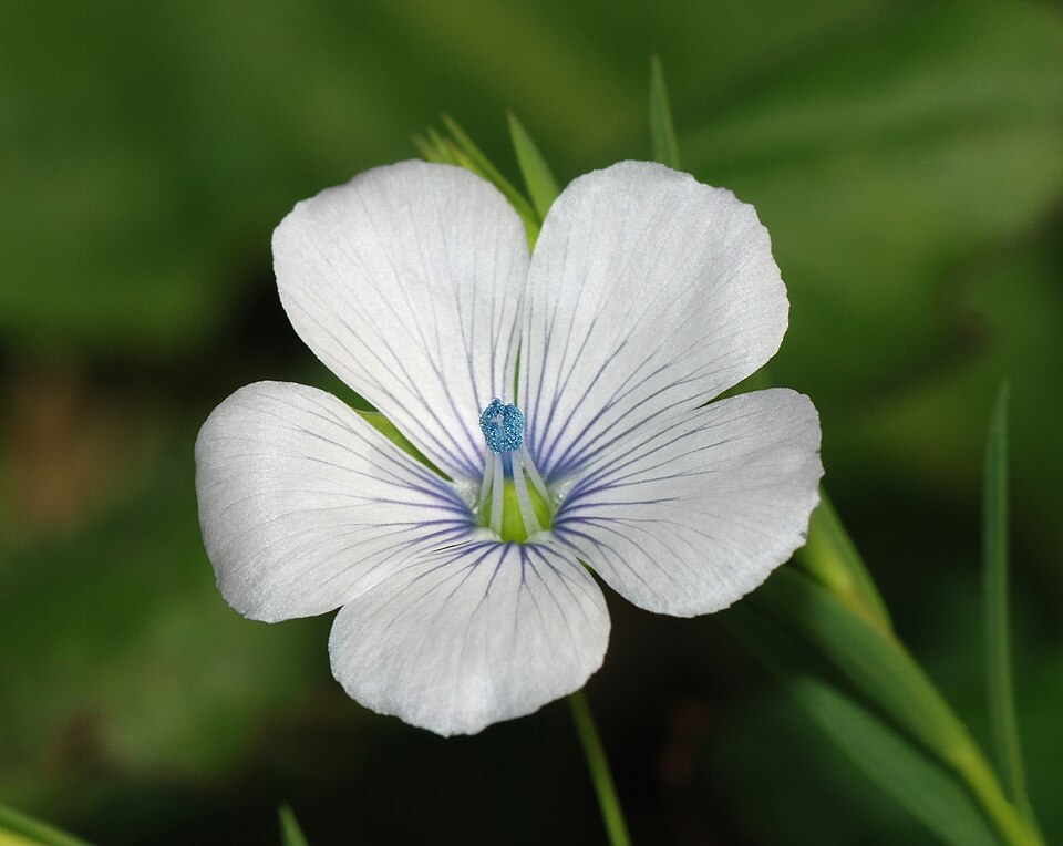 Linum bienne (Pale flax)