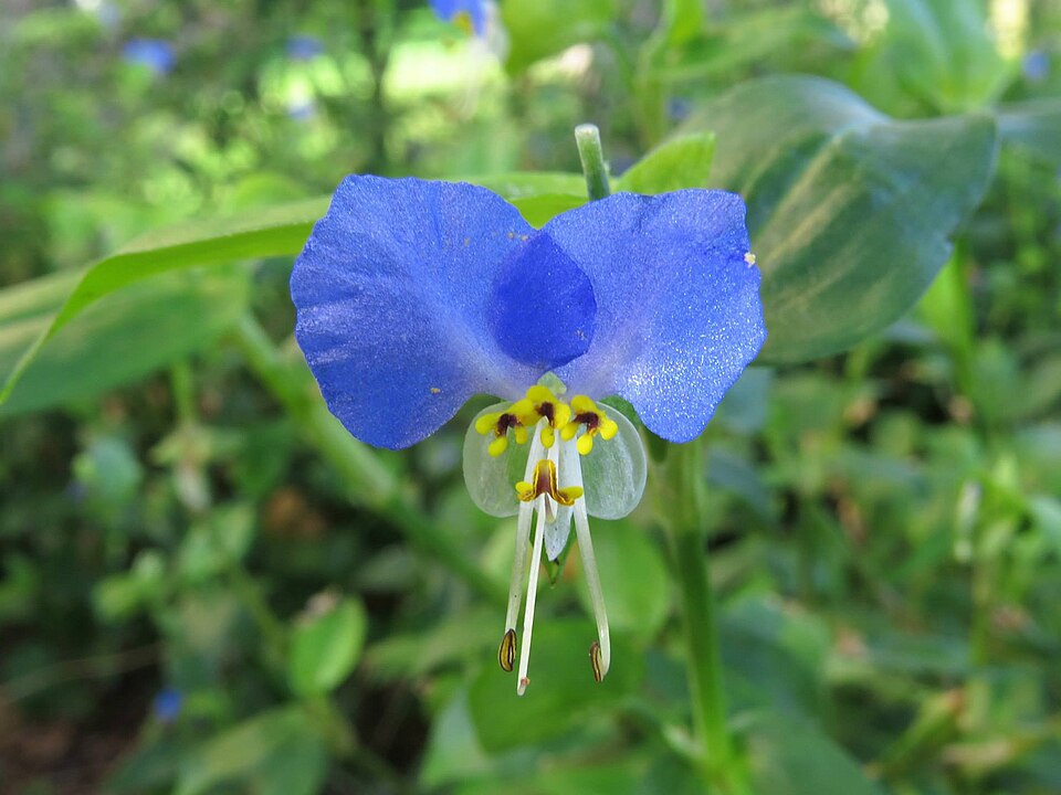 Commelina erecta (whitemouth dayflower)