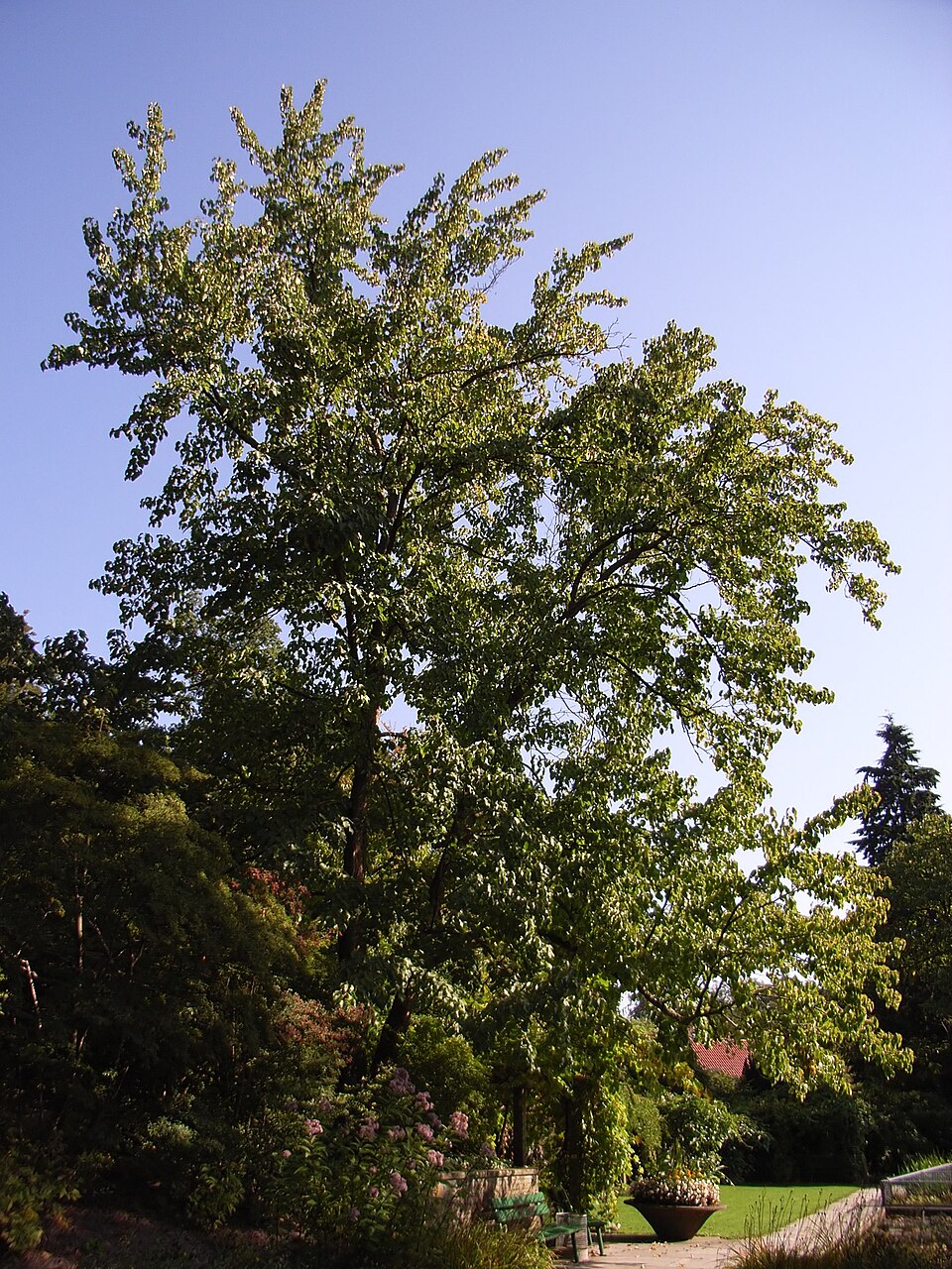 Davidia involucrata (dove tree) (alternate view 7)