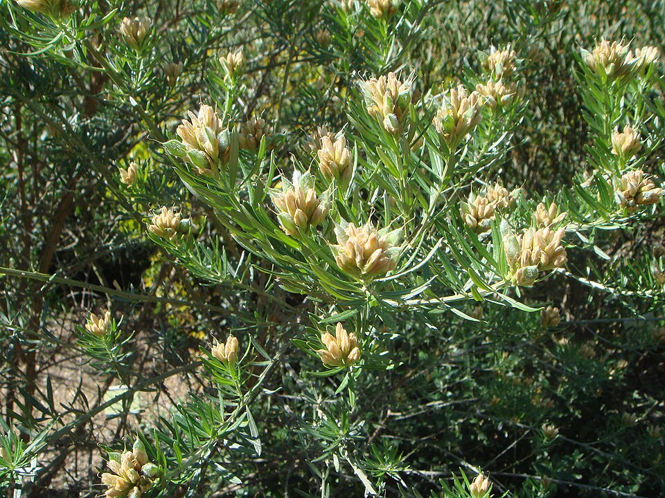 Genista linifolia (needle-leaved broom) (alternate view 5)
