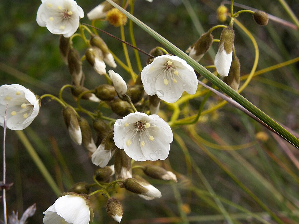 Drosera pallida (Pale Rainbow) (alternate view 6)