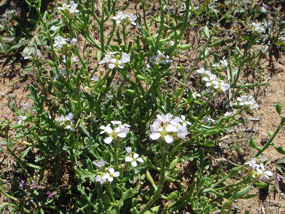 Cakile maritima (European Searocket)