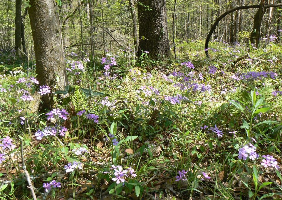 Phlox divaricata (Woodland Phlox) (alternate view 9)