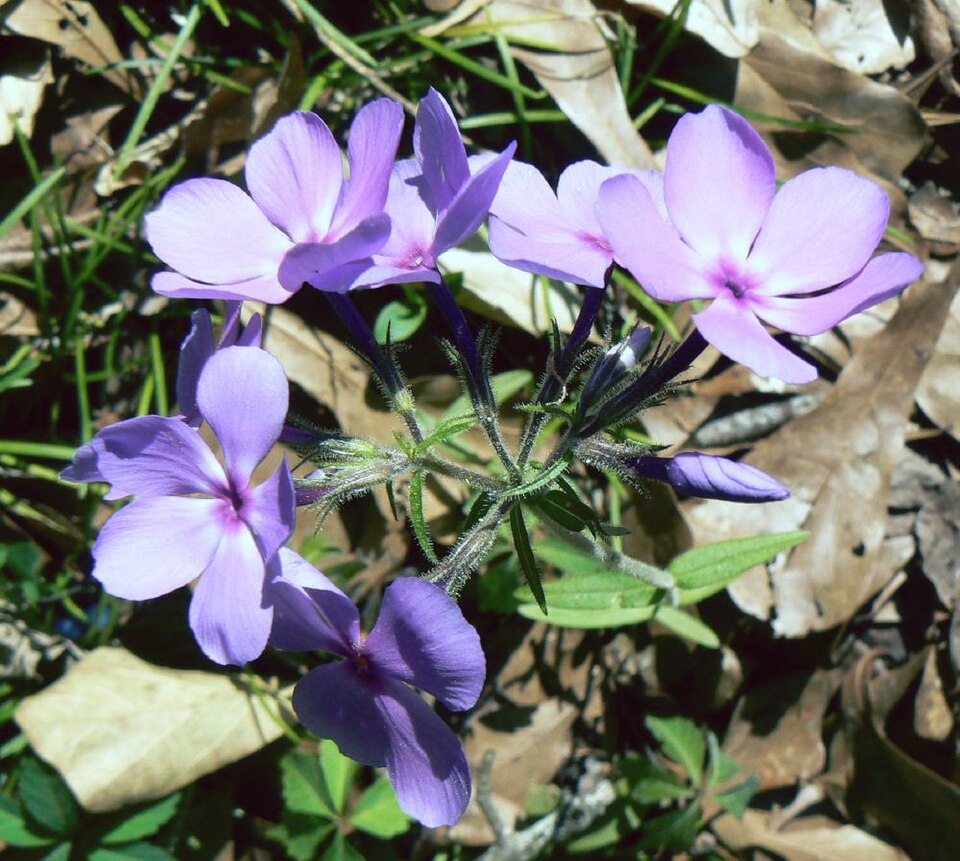 Phlox divaricata (Woodland Phlox) (alternate view 10)