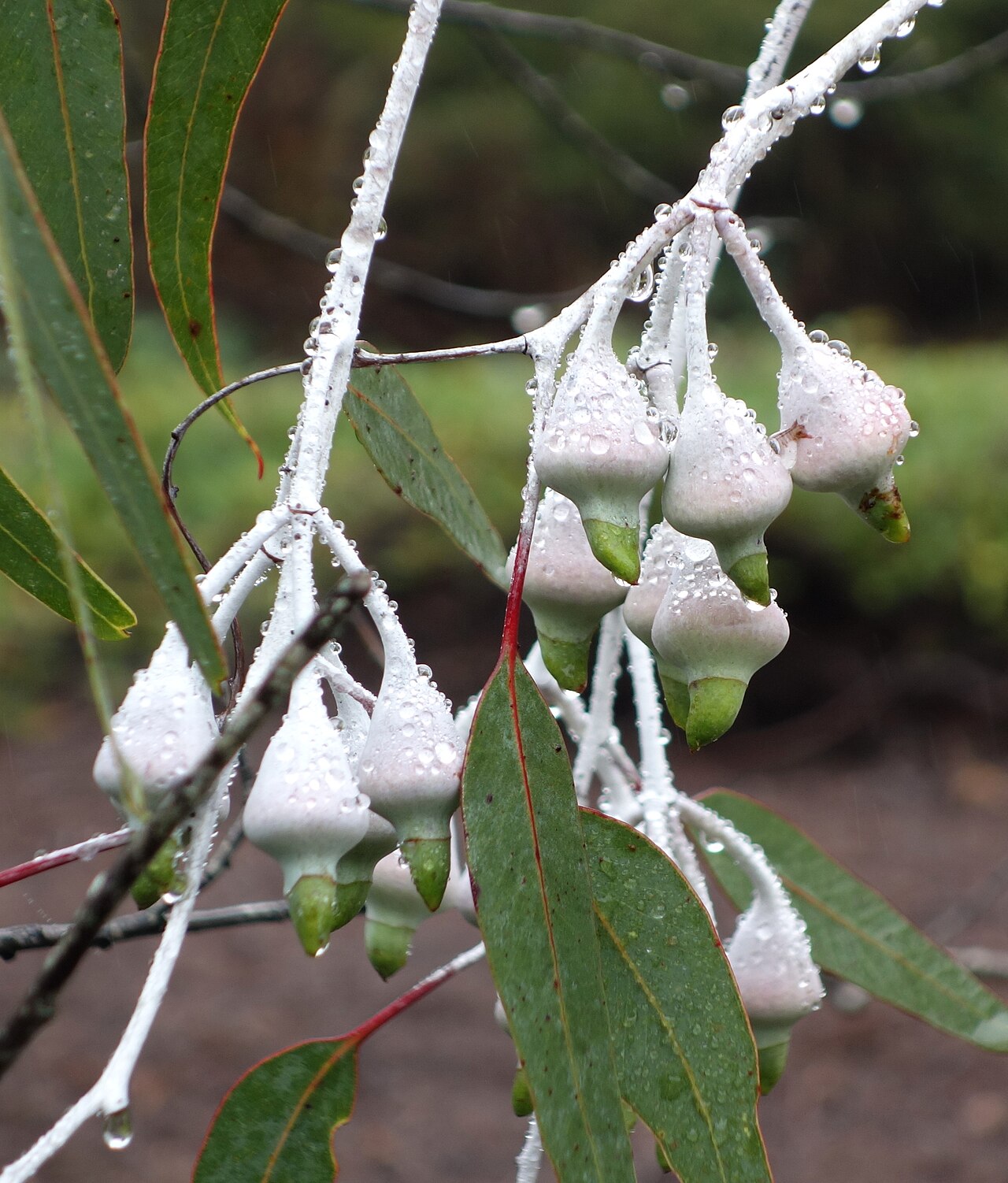 Eucalyptus caesia, Silver princess — spreading evergreen (Myrtaceae) (image 4 of 10)