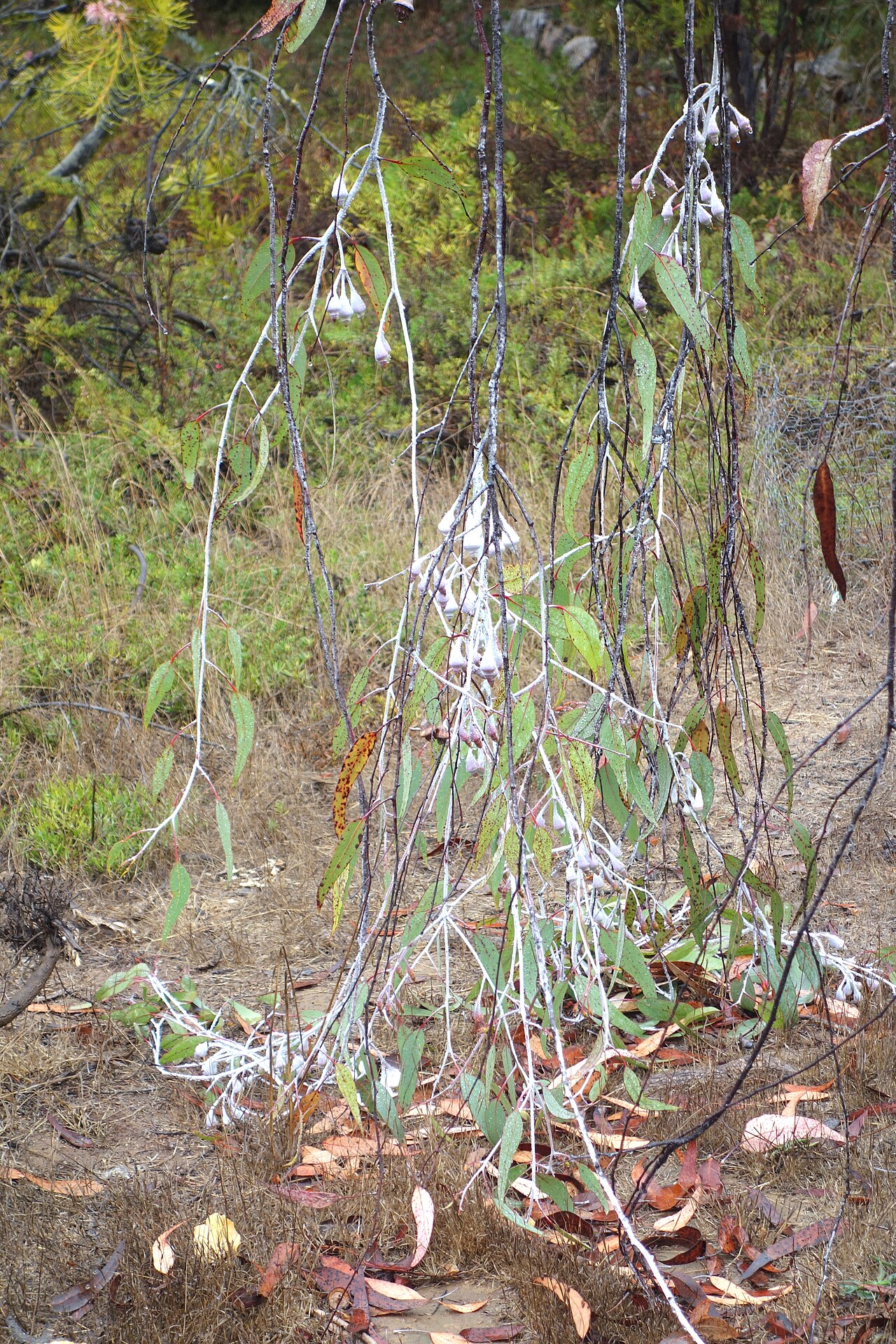 Eucalyptus caesia, Silver princess — spreading evergreen (Myrtaceae) (image 5 of 10)