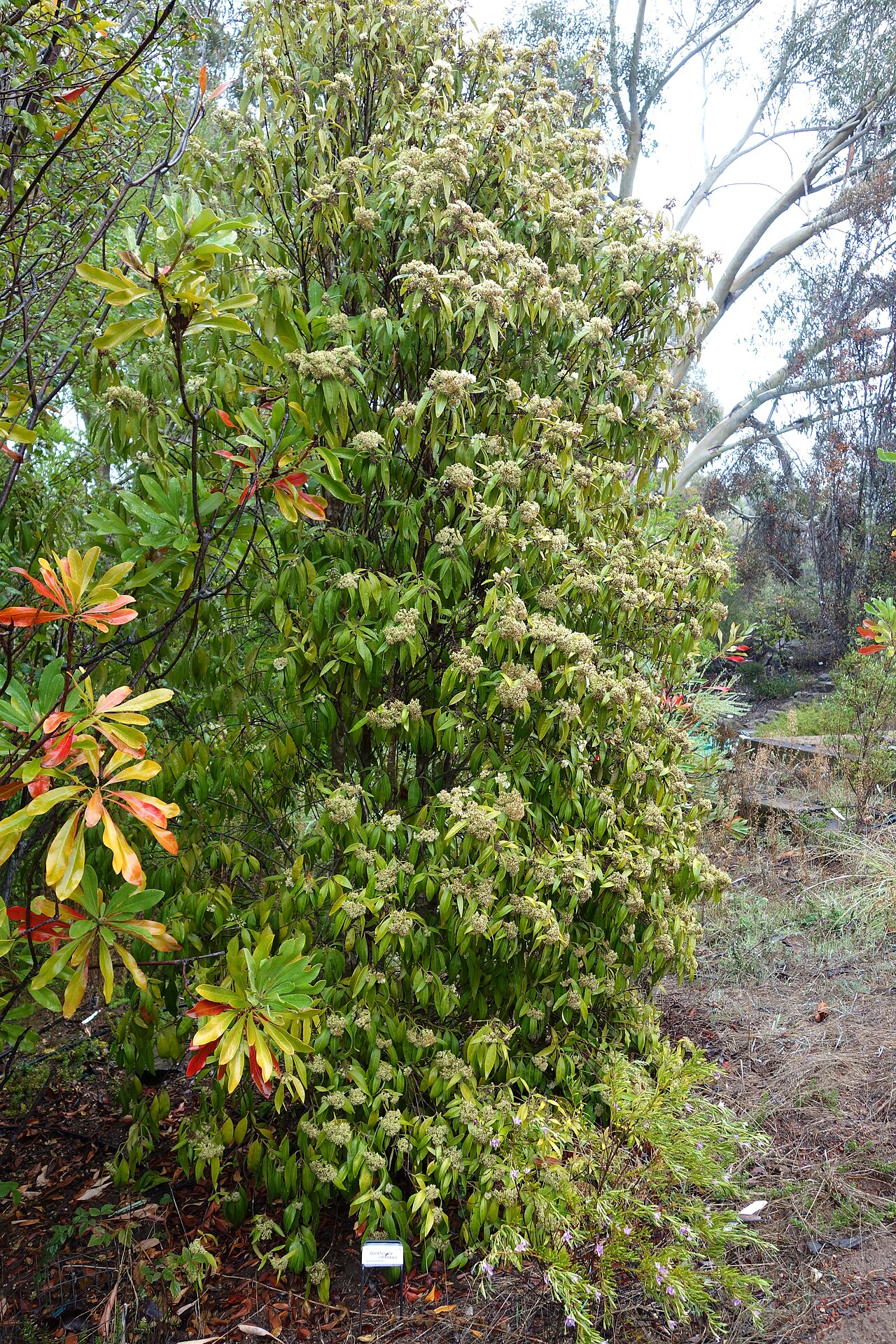 Backhousia citriodora, Lemon myrtle — upright evergreen (Myrtaceae) (image 8 of 8)