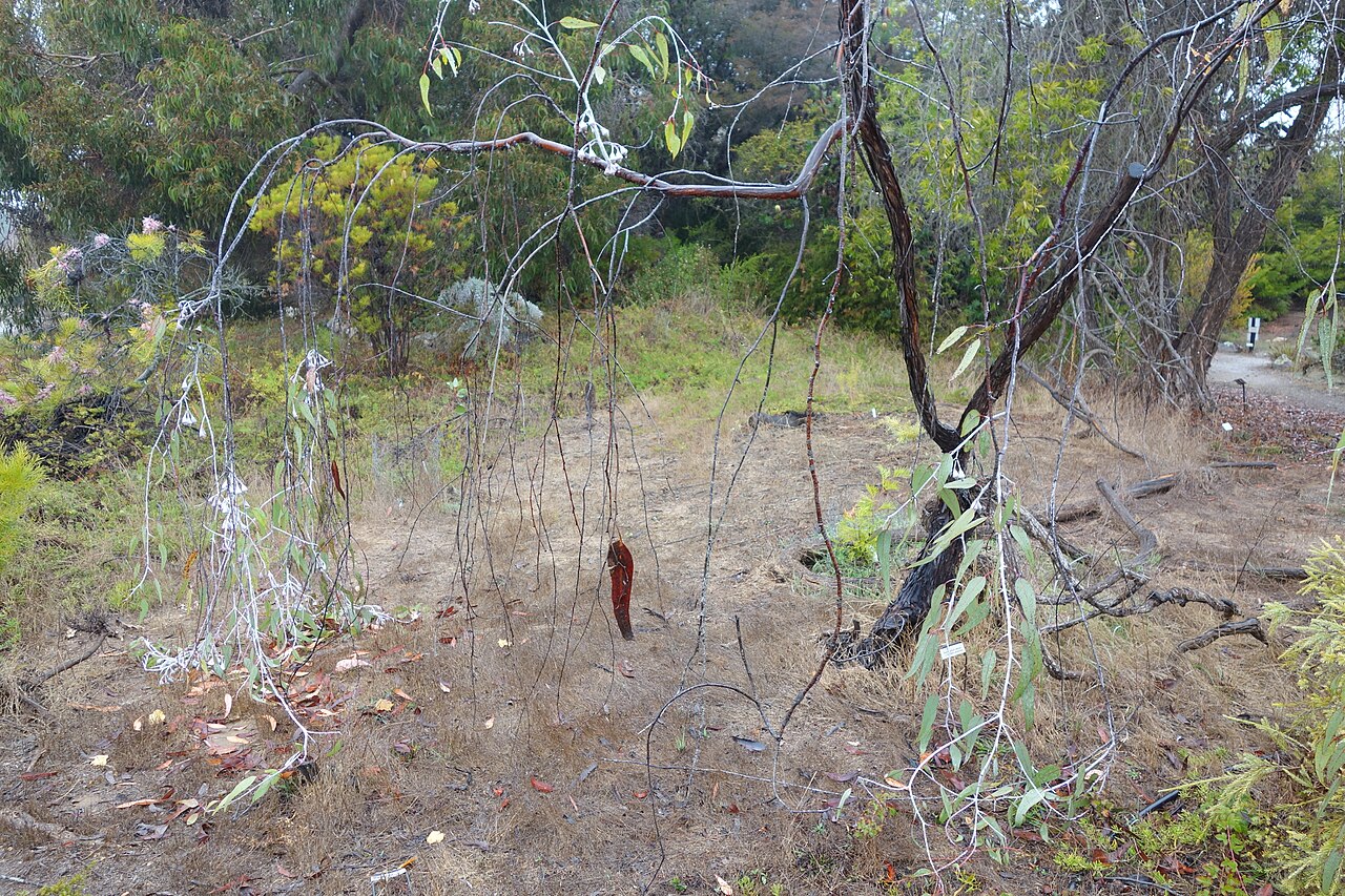 Eucalyptus caesia, Silver princess — spreading evergreen (Myrtaceae) (image 6 of 10)