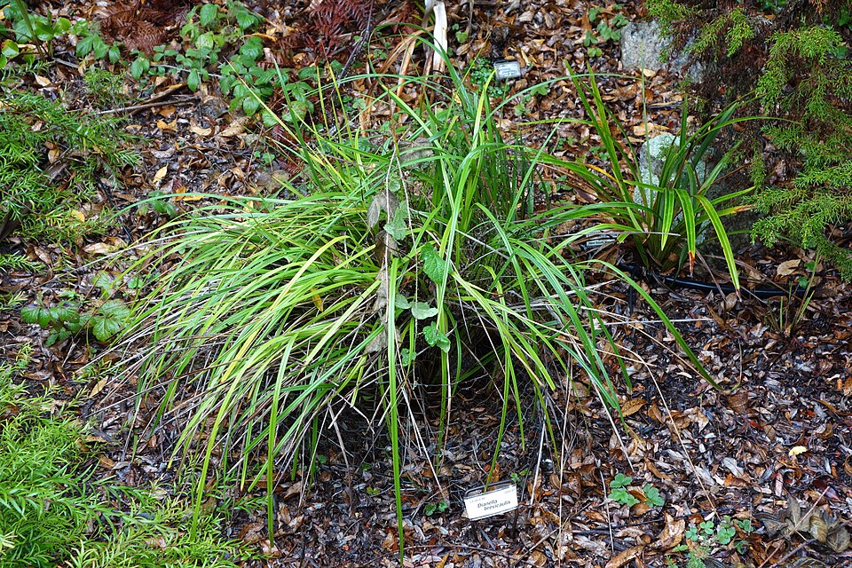 Dianella brevicaulis (Coast Flax-Lily)