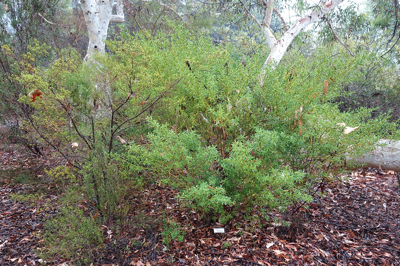 Philotheca myoporoides, Long-leaf wax flower — mounding evergreen (Rutaceae) (image 1 of 10)