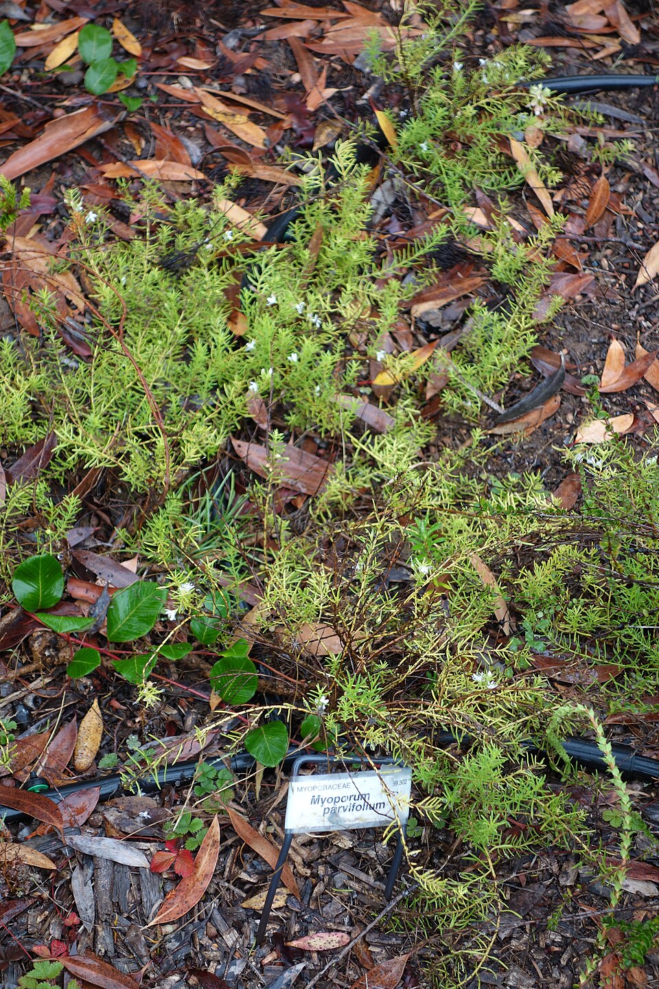 Myoporum parvifolium (alternate view 5)