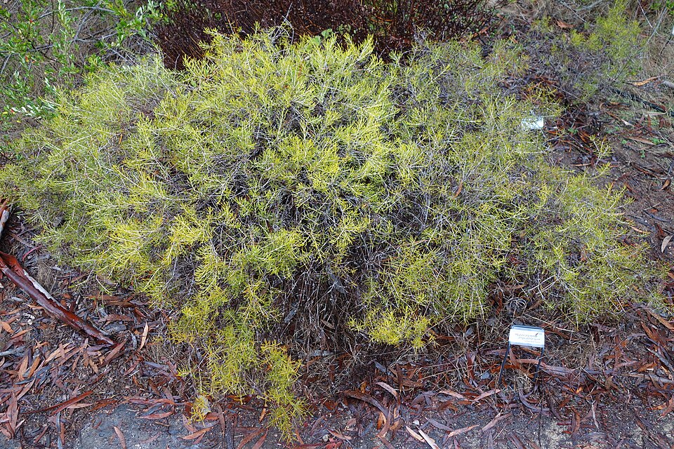 Hypocalymma angustifolium (White Myrtle) (alternate view 6)
