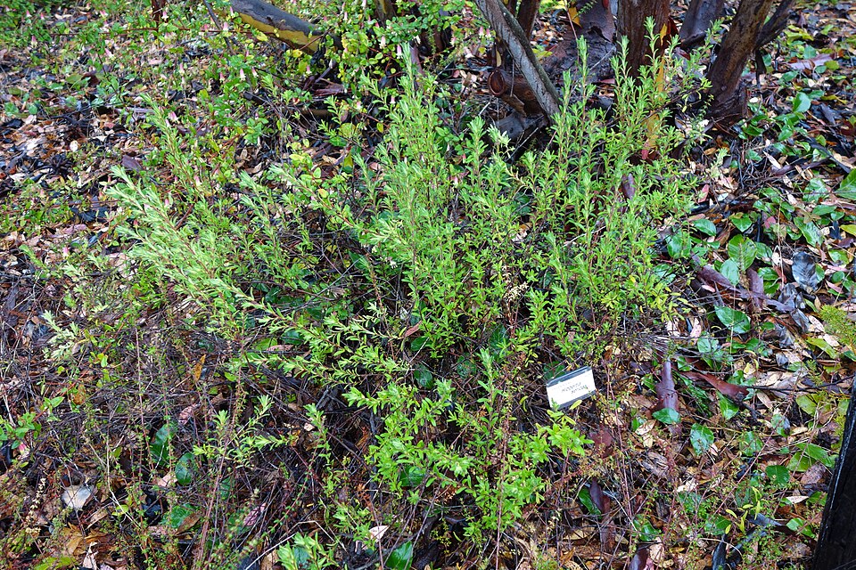 Hibbertia sericea (Silky Guinea-flower) (alternate view 2)