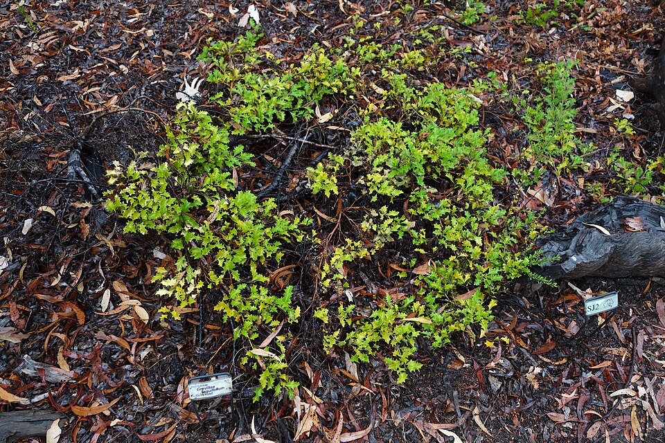 Grevillea aquifolium (variable prickly grevillea) (alternate view 8)