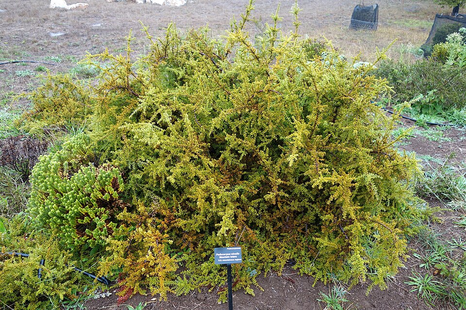 Podocarpus nivalis (Snow Totara) (alternate view 8)