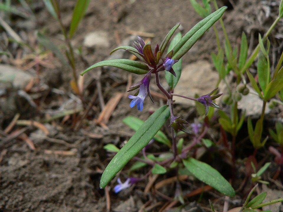 Collinsia parviflora (small-flowered blue-eyed mary) (alternate view 7)