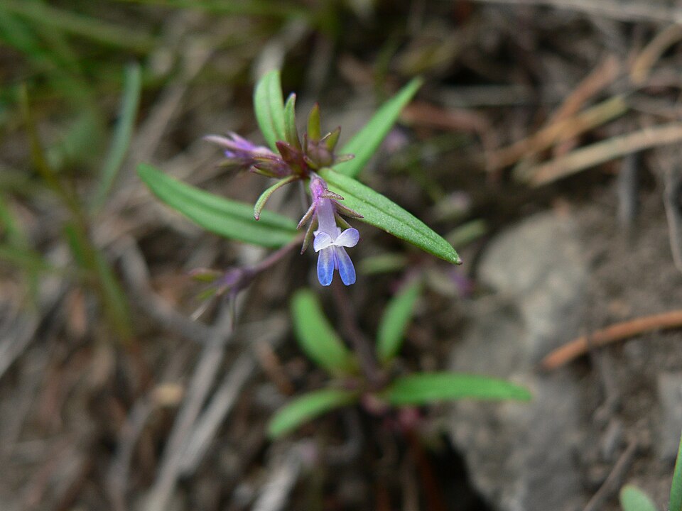 Collinsia parviflora (small-flowered blue-eyed mary) (alternate view 8)