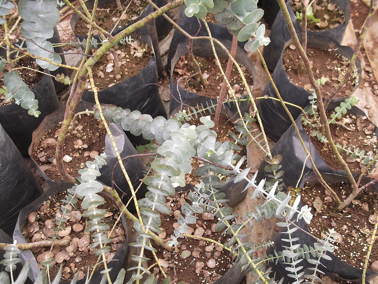 Eucalyptus cinerea, Argyle apple — upright evergreen (Myrtaceae) (image 5 of 8)