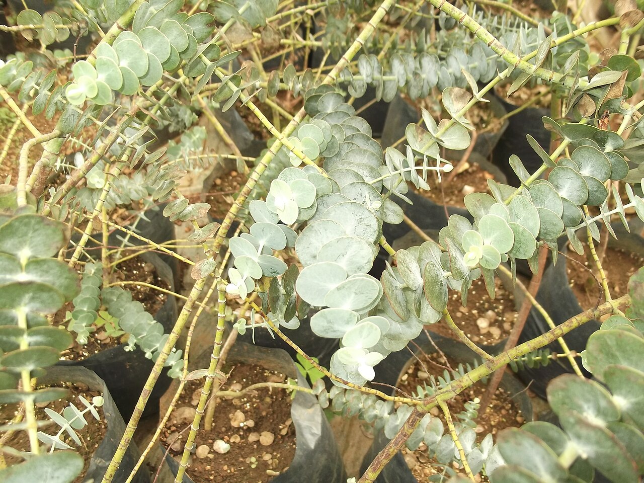 Eucalyptus cinerea, Argyle apple — upright evergreen (Myrtaceae) (image 6 of 8)