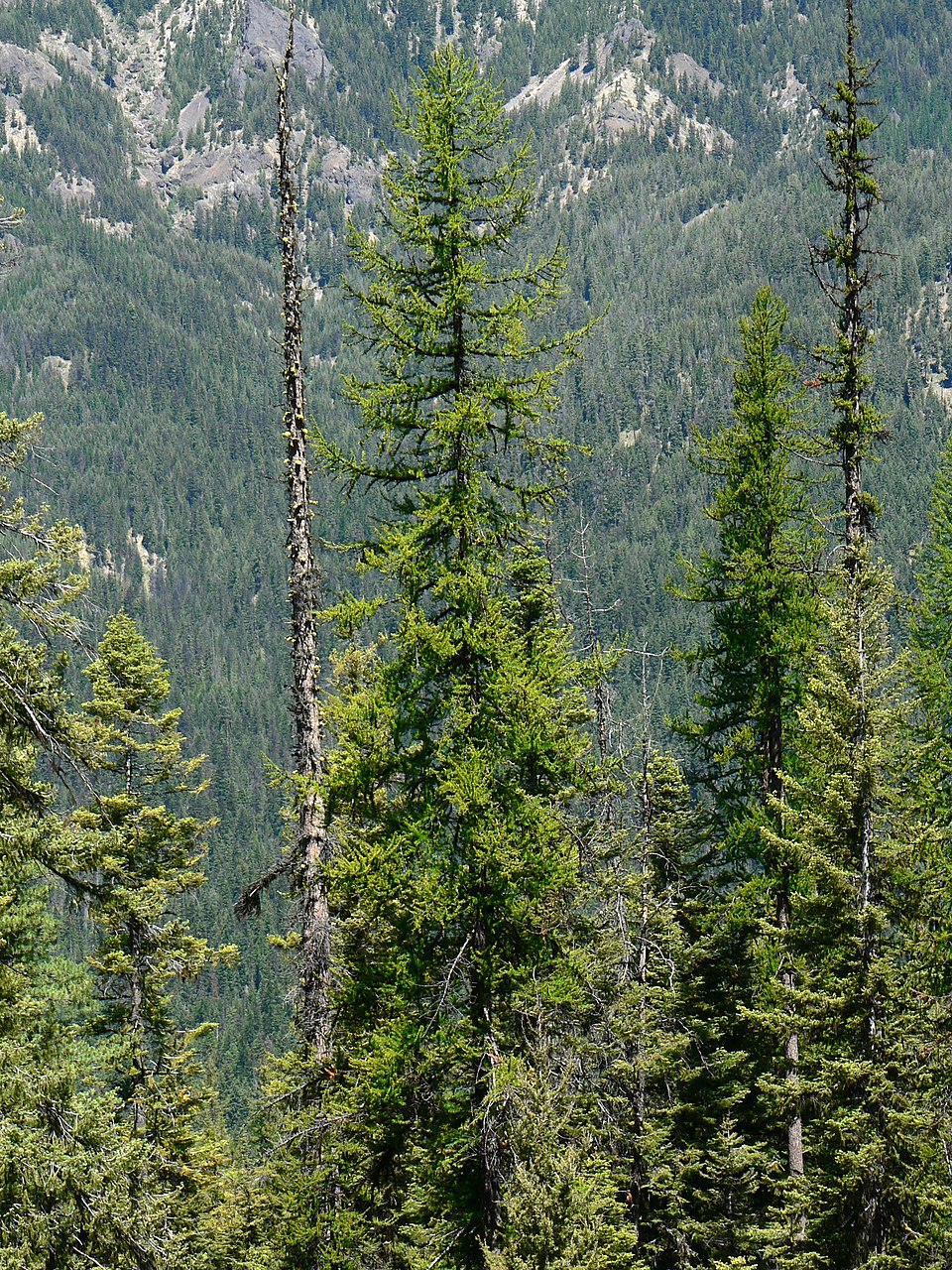 Larix occidentalis (Western Larch) (alternate view 7)